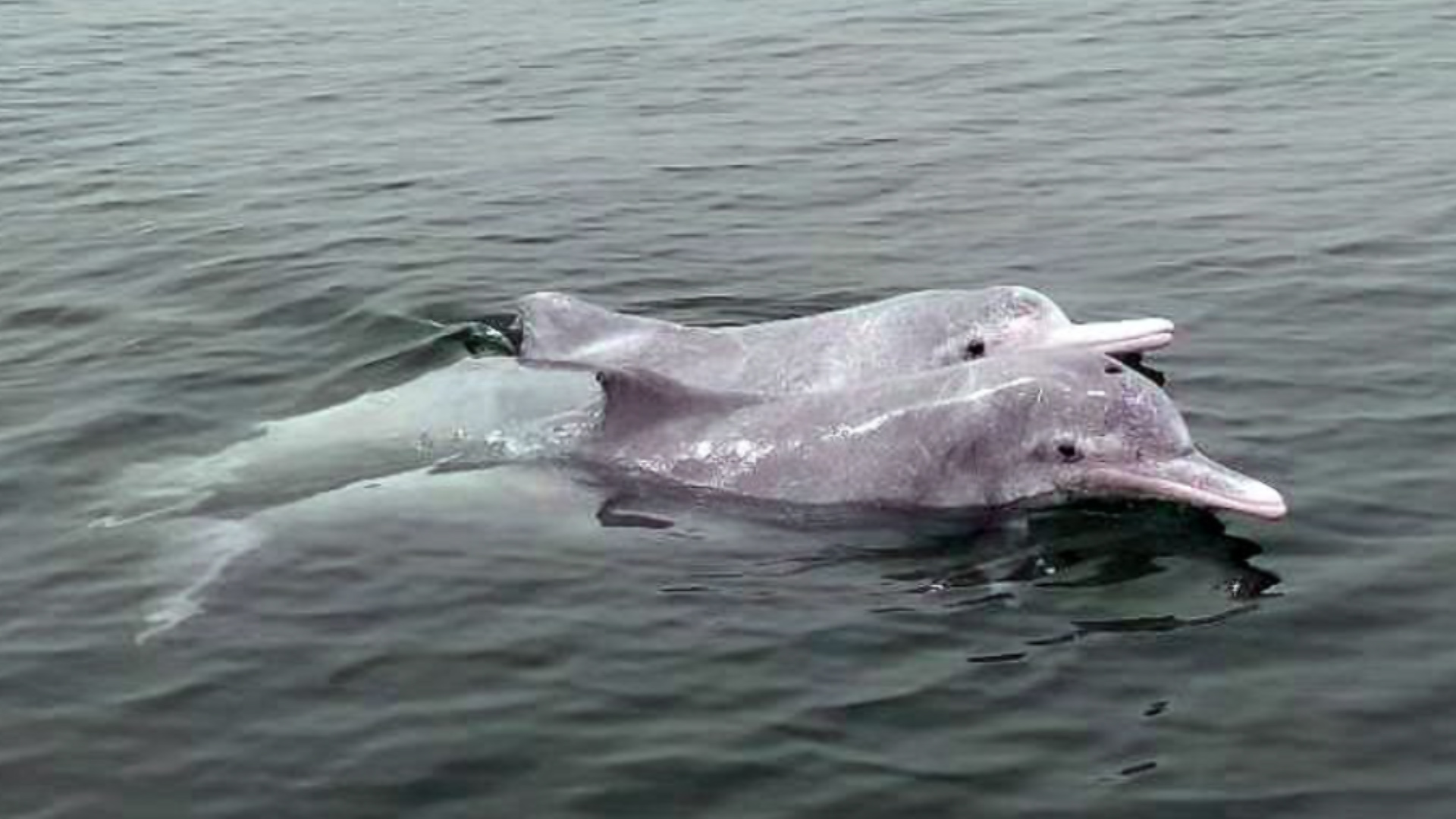 Chinese white dolphins (Picture: PA).