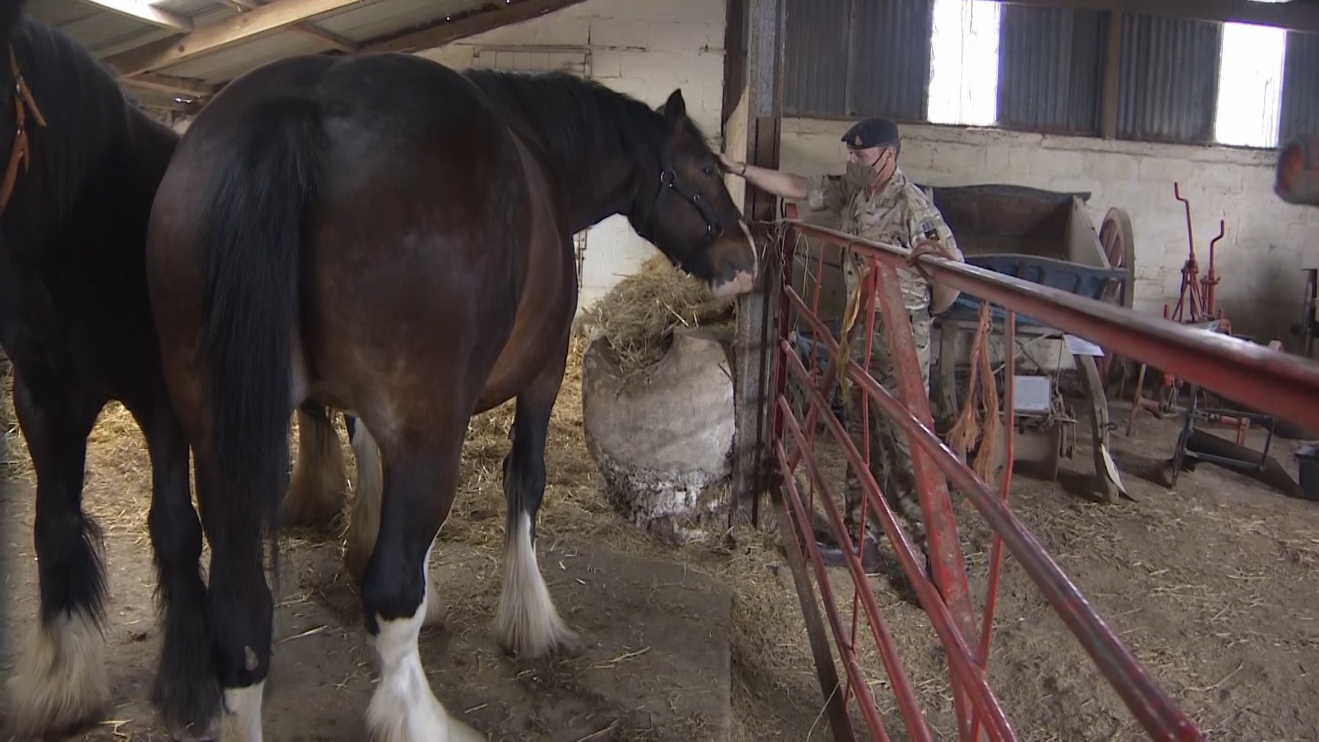 Willa Rose new Welsh Shire Horse entering training with Household Royal Cavalry to become new Drum Horse 12052021 CREDIT BFBS