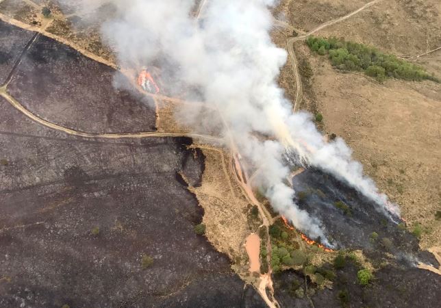 Woodbury Common Fire