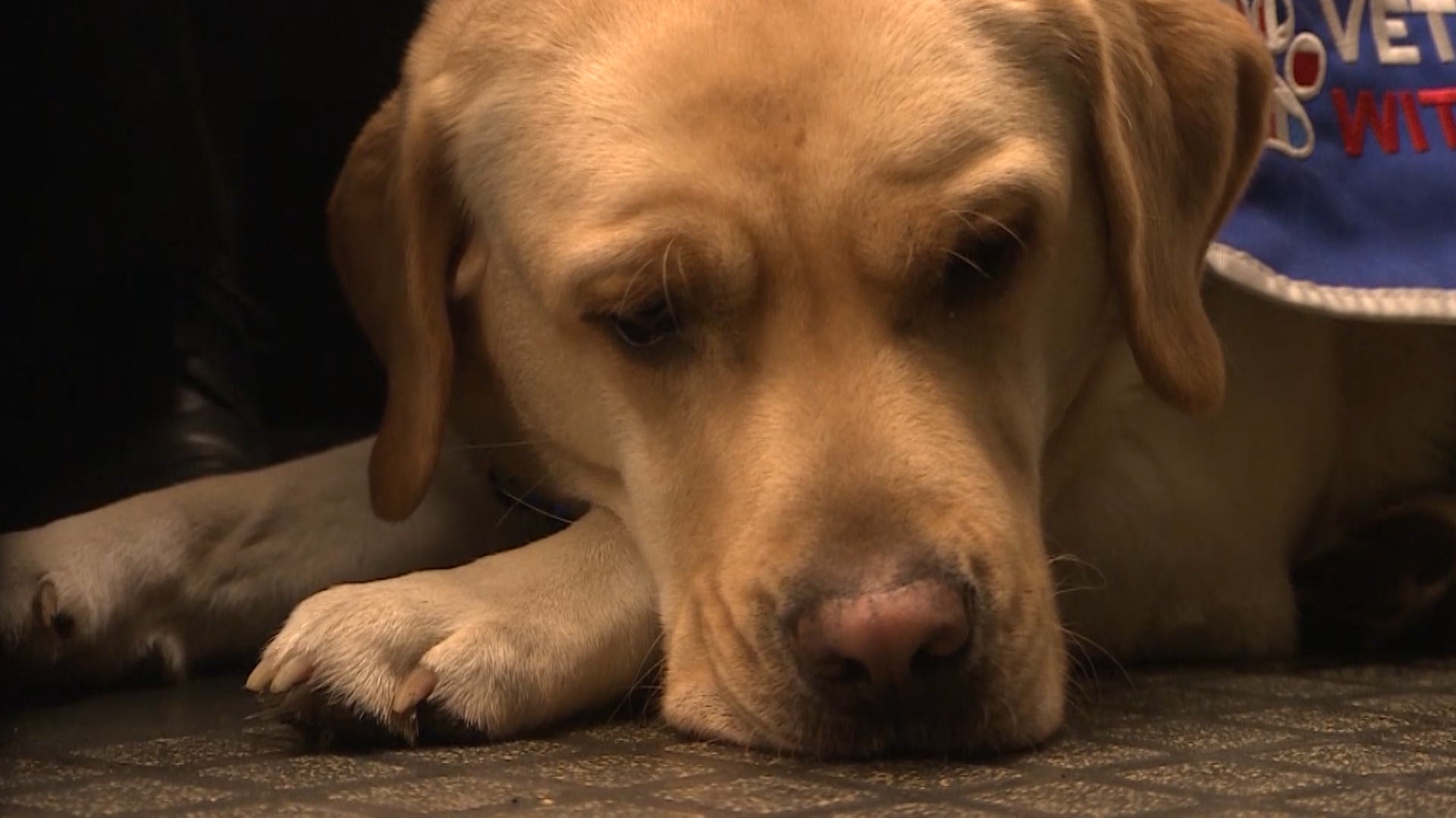 Ziggy Service Dog Soldiering On