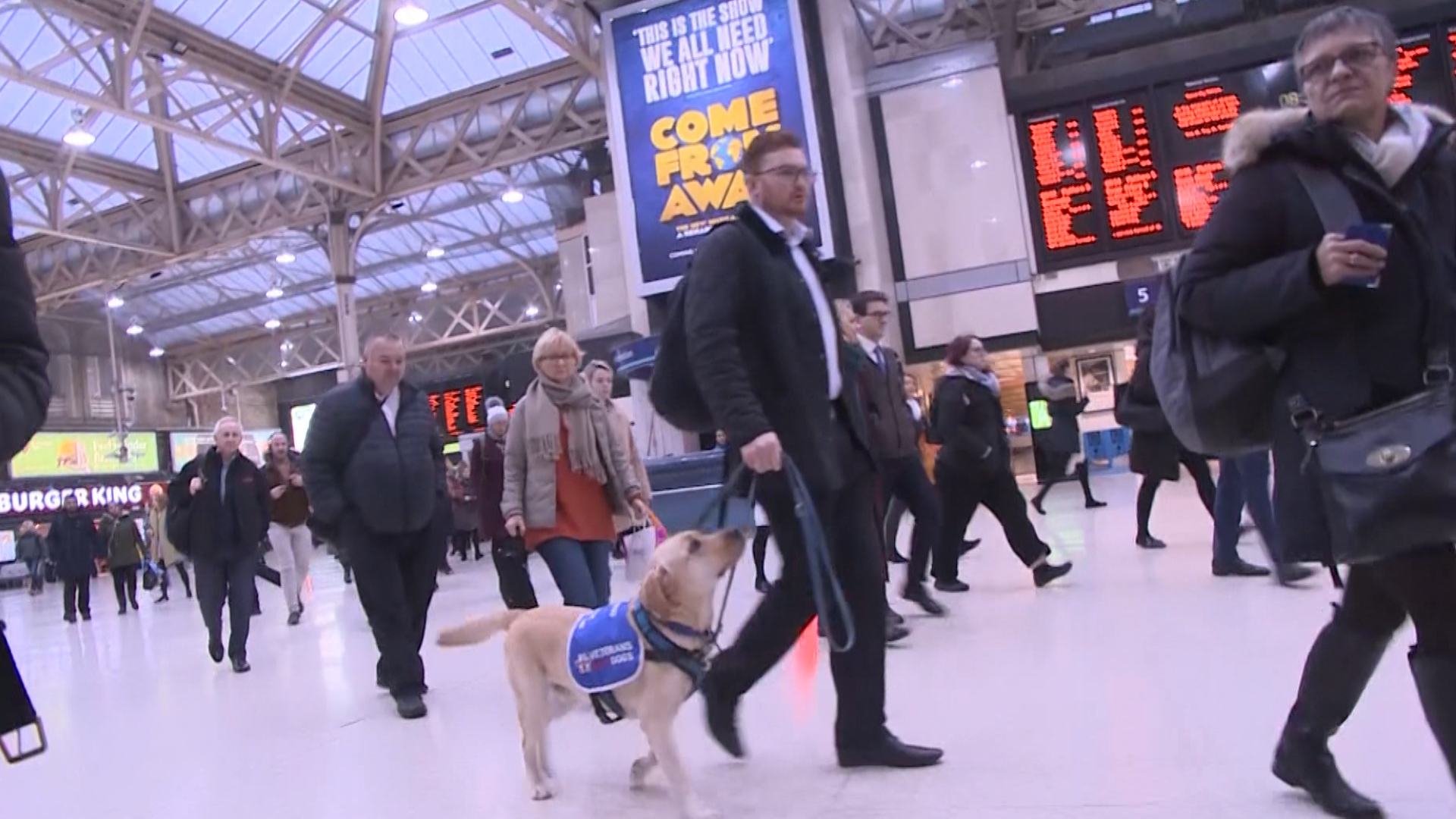 Ziggy Service Dog Soldiering On