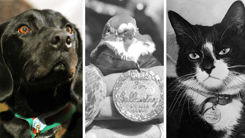 Hero animals - PDSA Dickin Medal