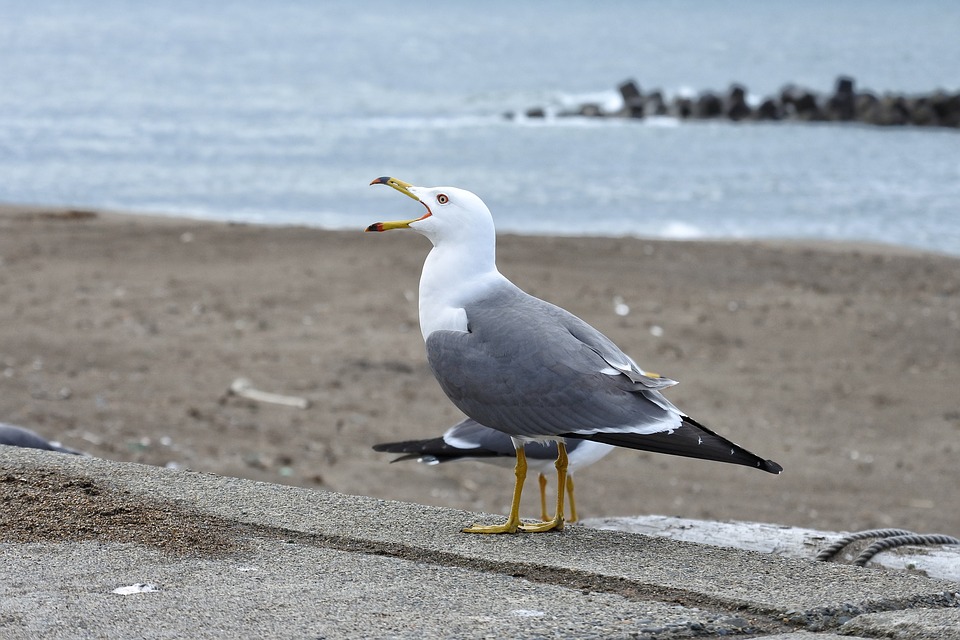 Seagull