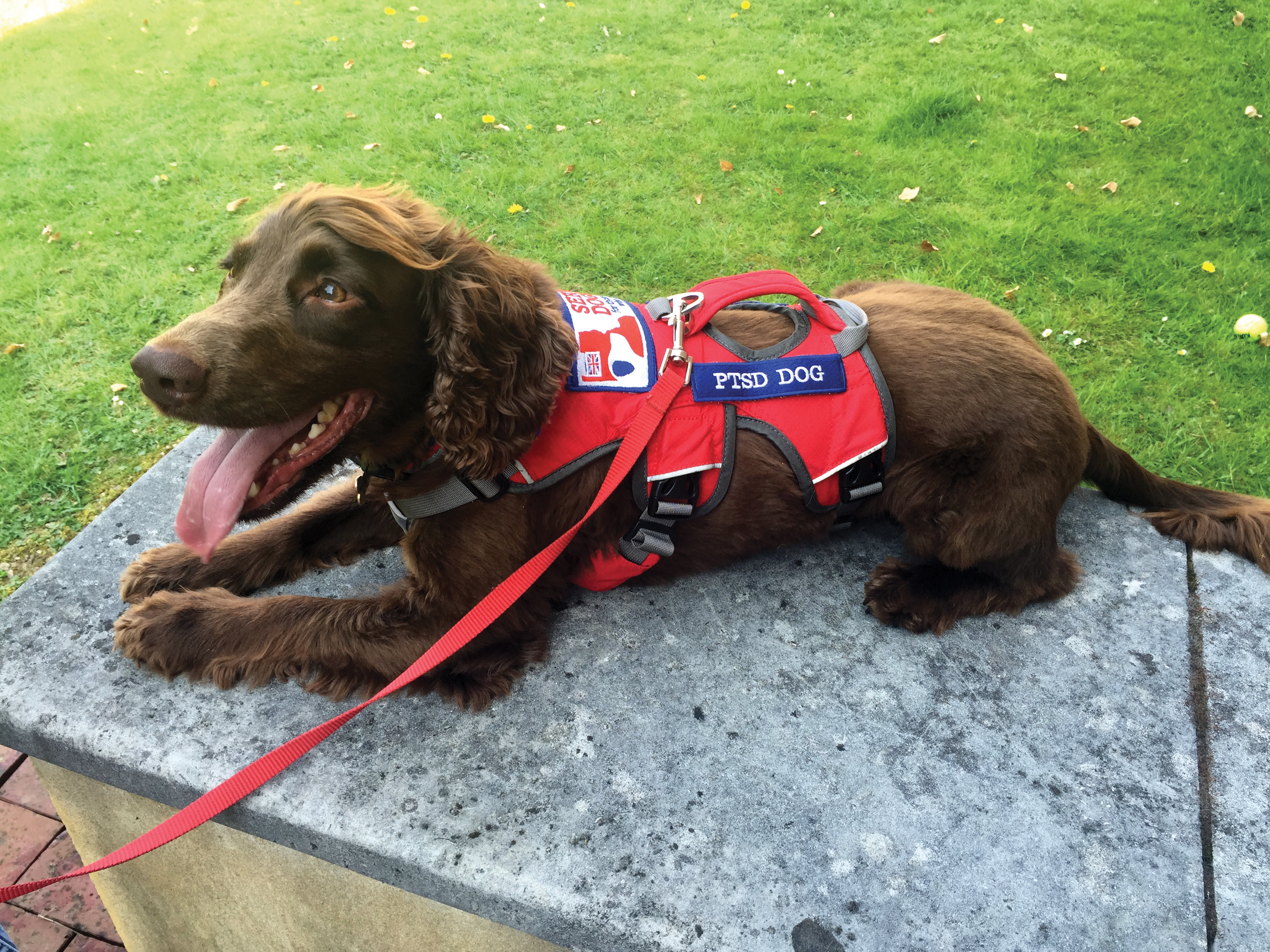 Service Dogs UK assistance dog