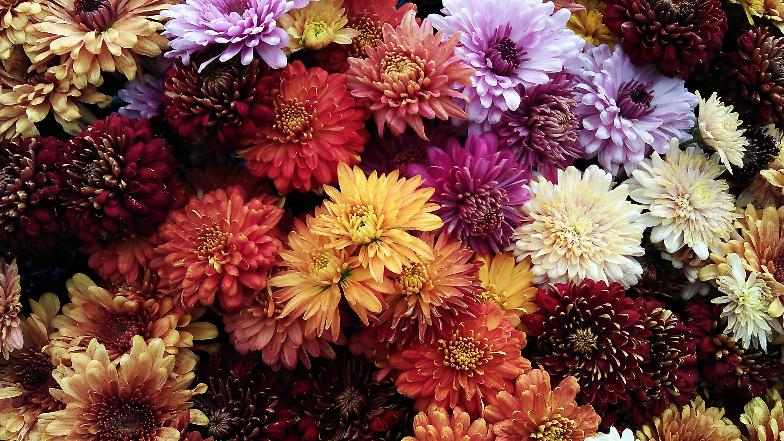 Assorted flowers. Pexel photo