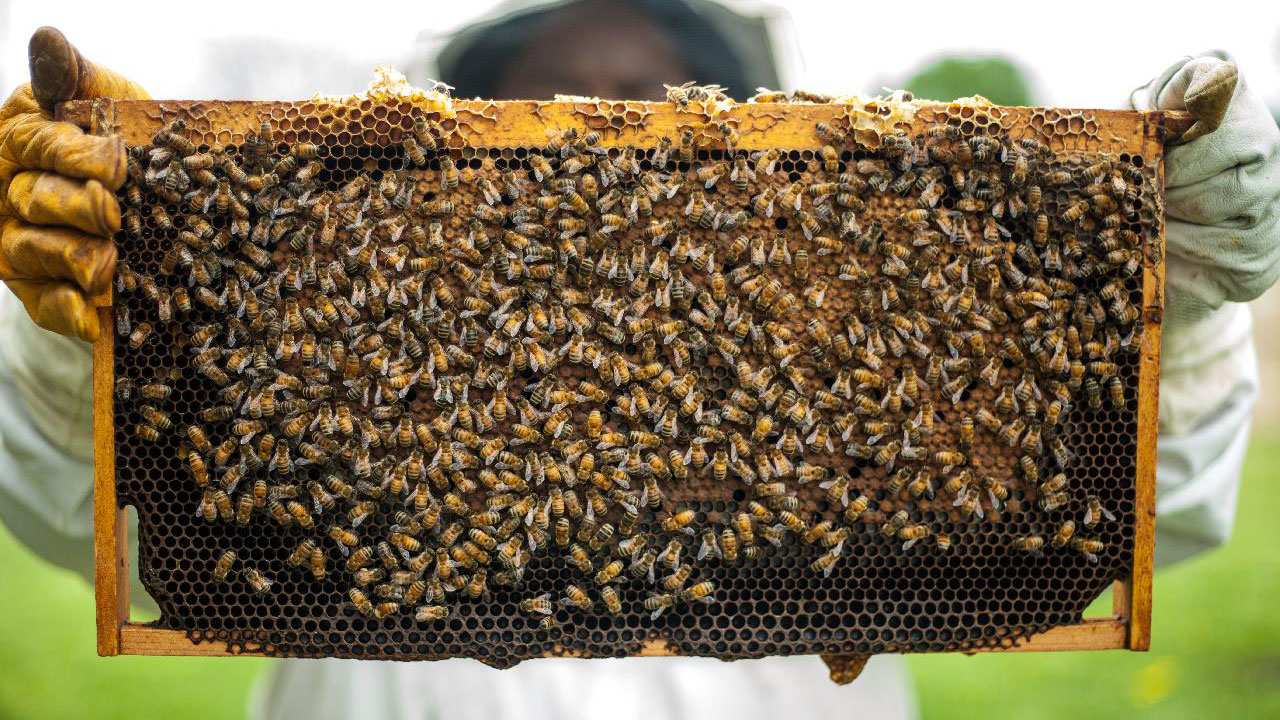 beekeeper2-jumpstory-download20200922-141605-SFW