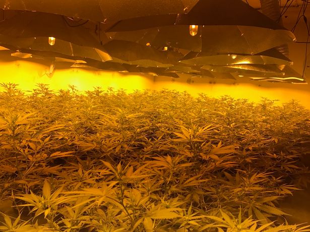 Cannabis nuclear bunker 