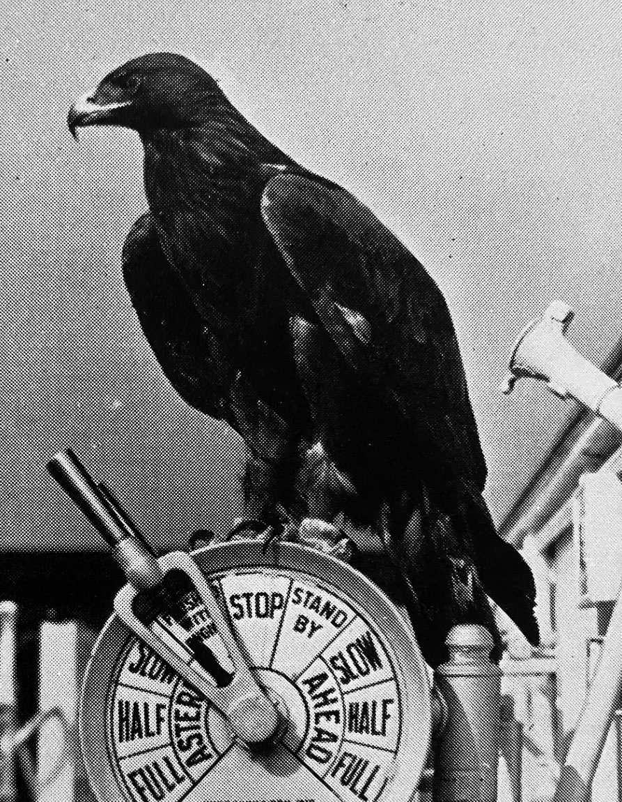 Capt Knight's golden eagle was christened Mr Ramshaw by his 3-year-old daughter Jean CREDIT Knight family