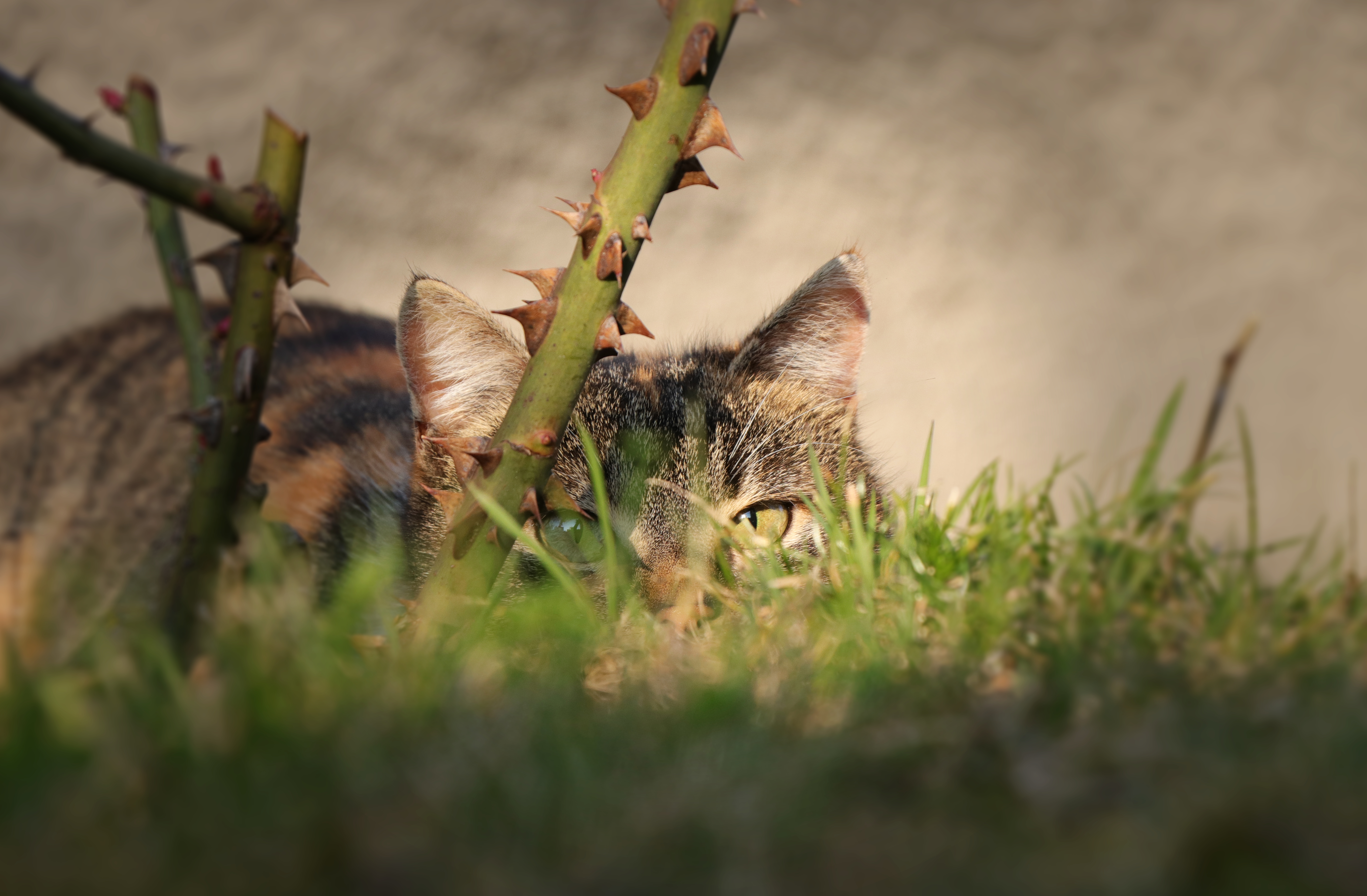 Cat Spy Rose Thorns Grass Credit: Shutterstock / Fauren