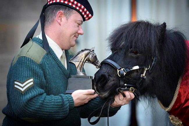 Shetland pony and former Royal Regiment of Scotland Mascot ‘Cruachan III’ was awarded the ‘Tarragon Trophy’ from The British Horse Society today at a special event held in Redford Barracks in Edinburgh.
