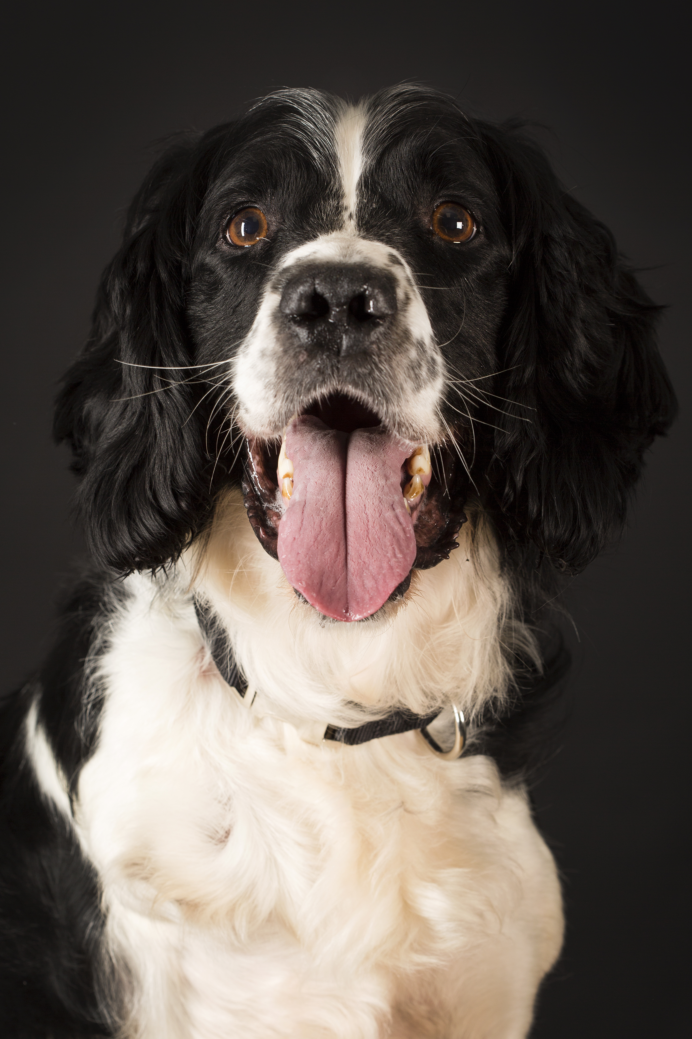 Dee the Dog 