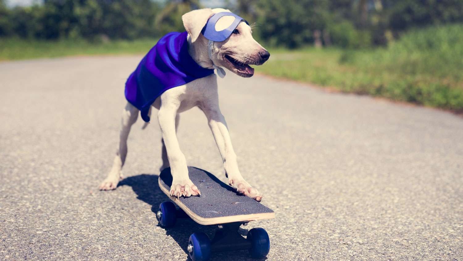 Dog Puppy Superhero Skateboard Blue Cape Credit rawpixel.com ID 91333