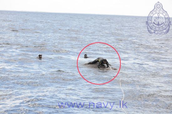 Elephant at sea 