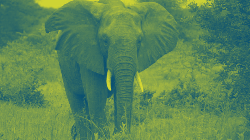 African Elephant roams free at the Selous Reserve in Tanzania Credit DVIDS Timothy Ryan Duotone