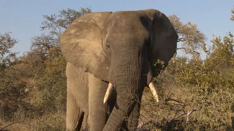 Soldiers have been training rangers to protect animals like elephants as well as rhinos from poachers.