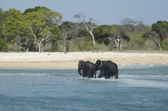 Elephants