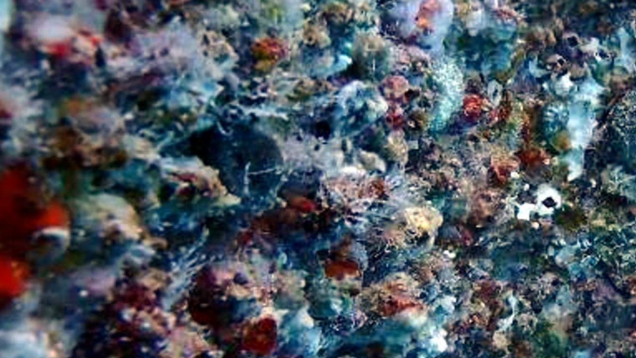 The new device removed 11 kilograms of material, including barnacles, zebra mussels and tube worms from the propellers of HMS Queen Elizabeth (Picture: Royal Navy)