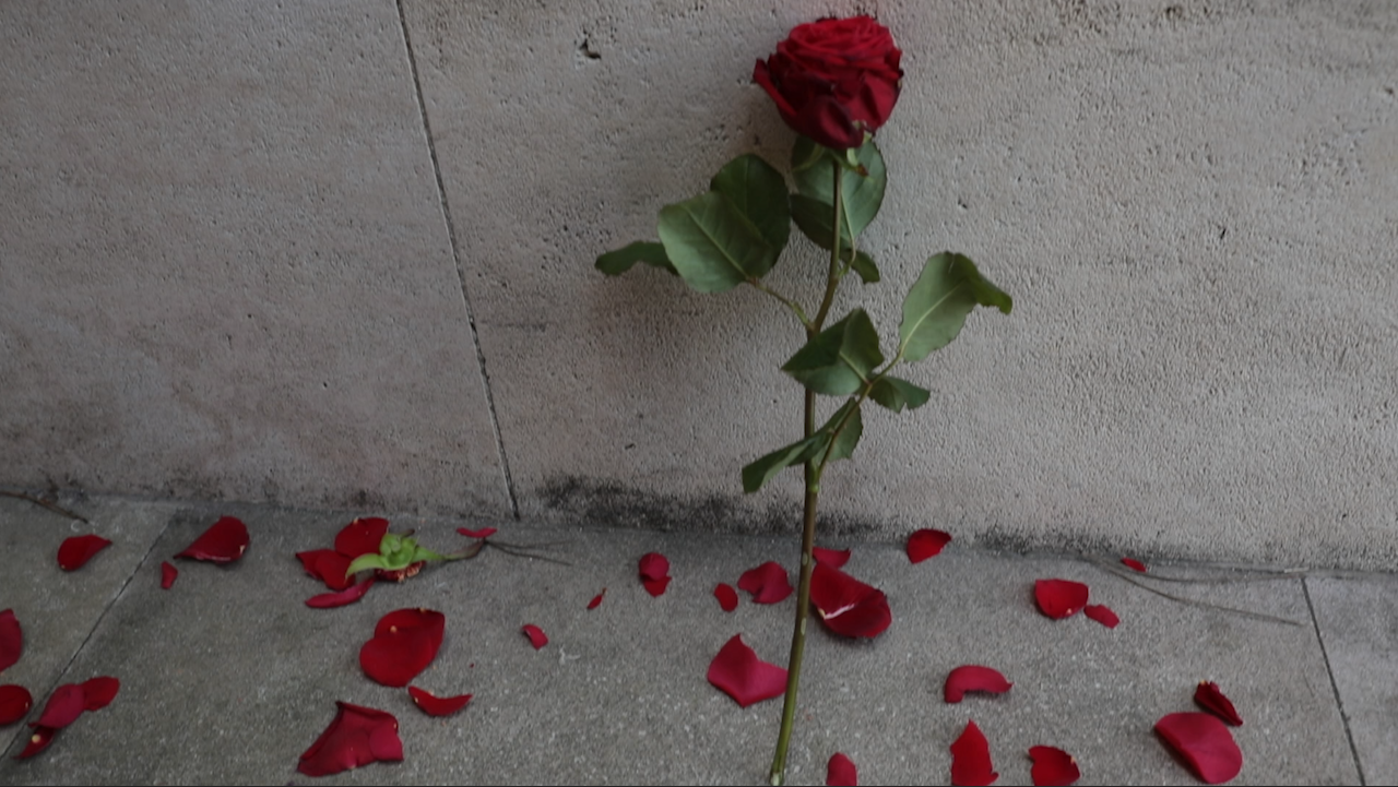 Roses CREDIT BFBS