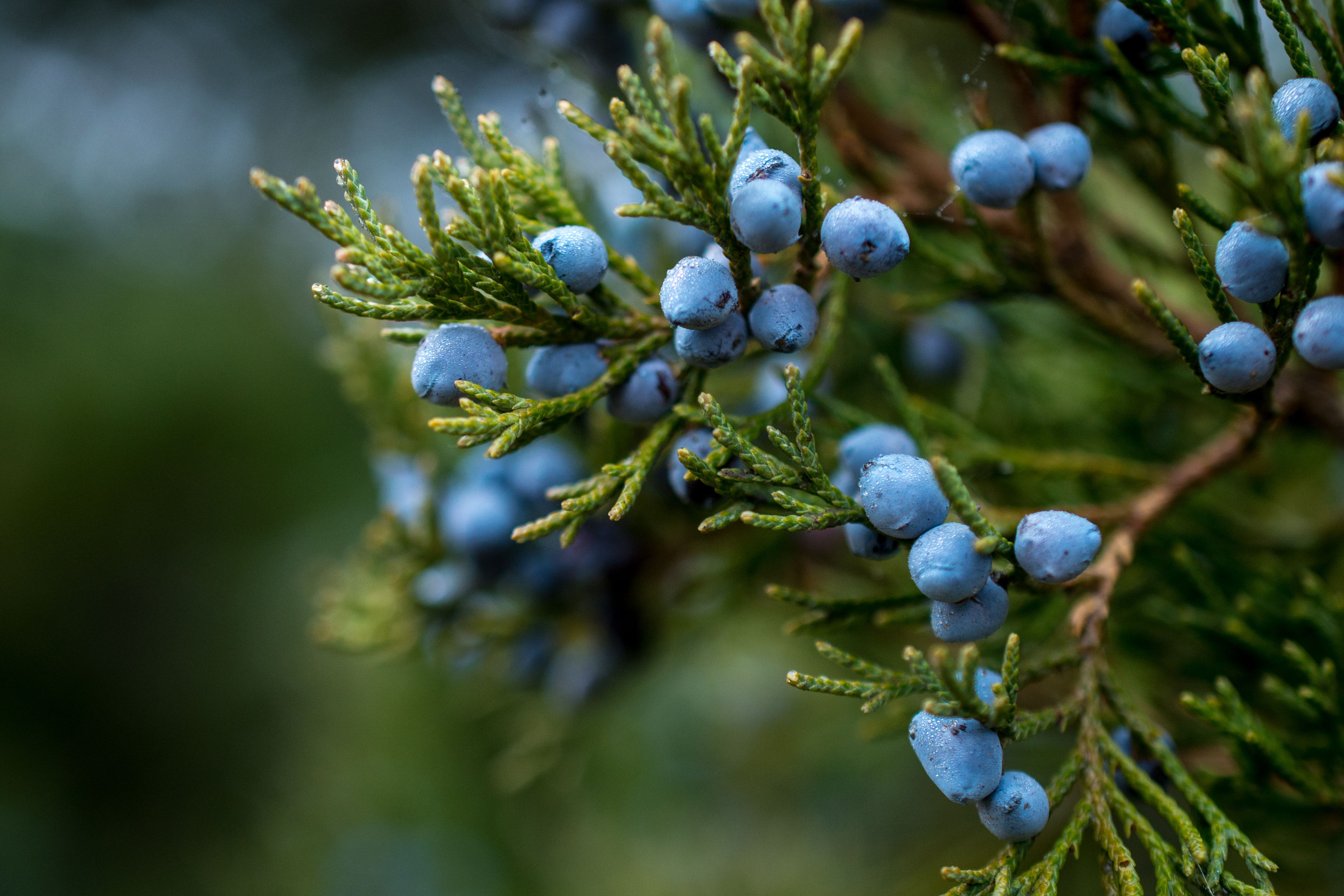 Juniper. Shutterstock image. History of gin.