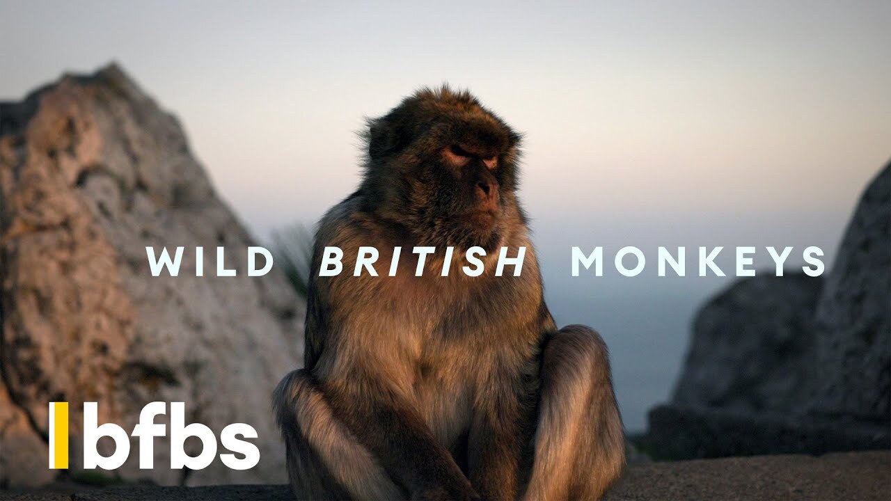 Gibraltar: Wild Monkeys, Pirate Caves and British Force Thumbnail. Credit BFBS Creative