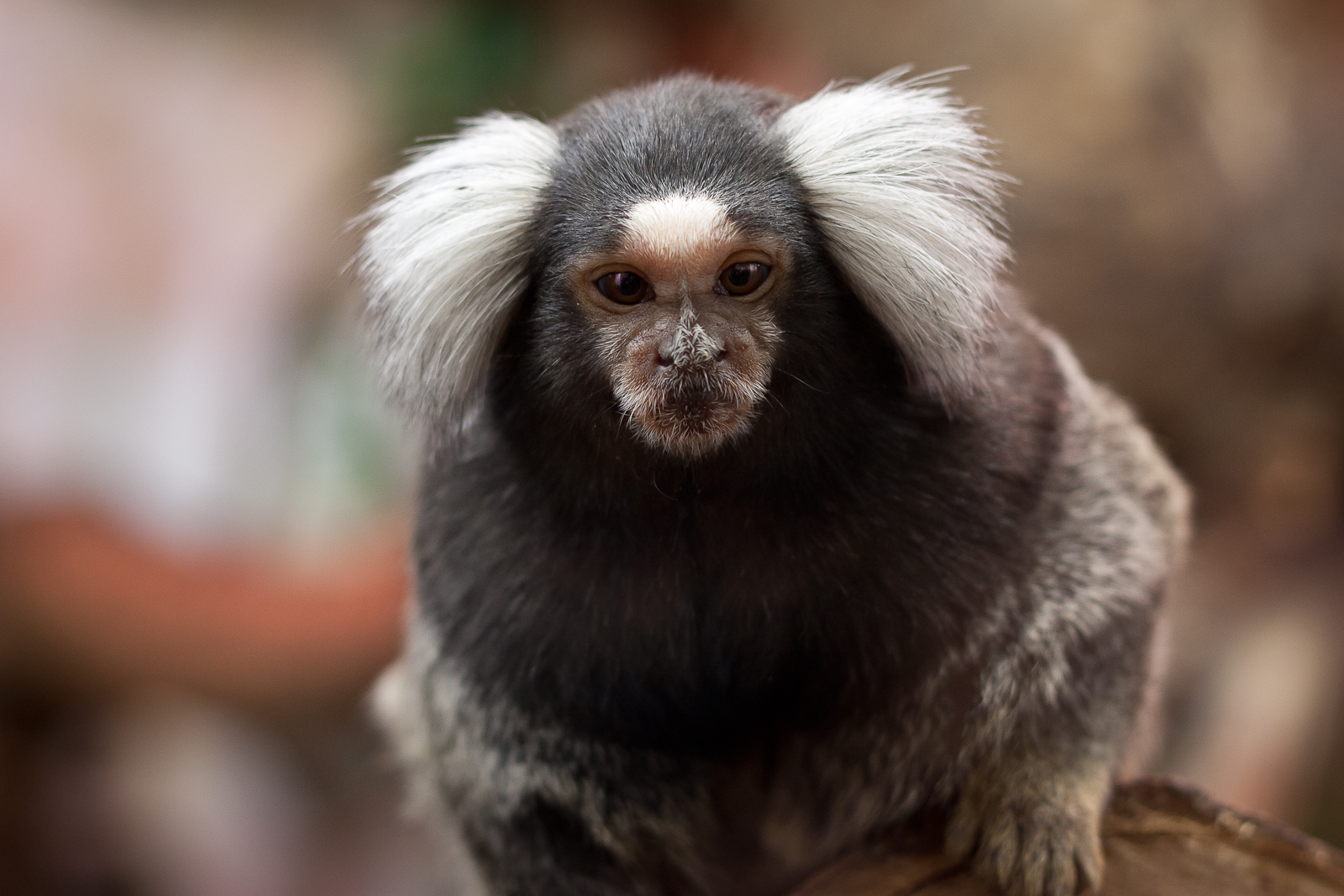 Marmoset monkey used in Porton Down animal testing