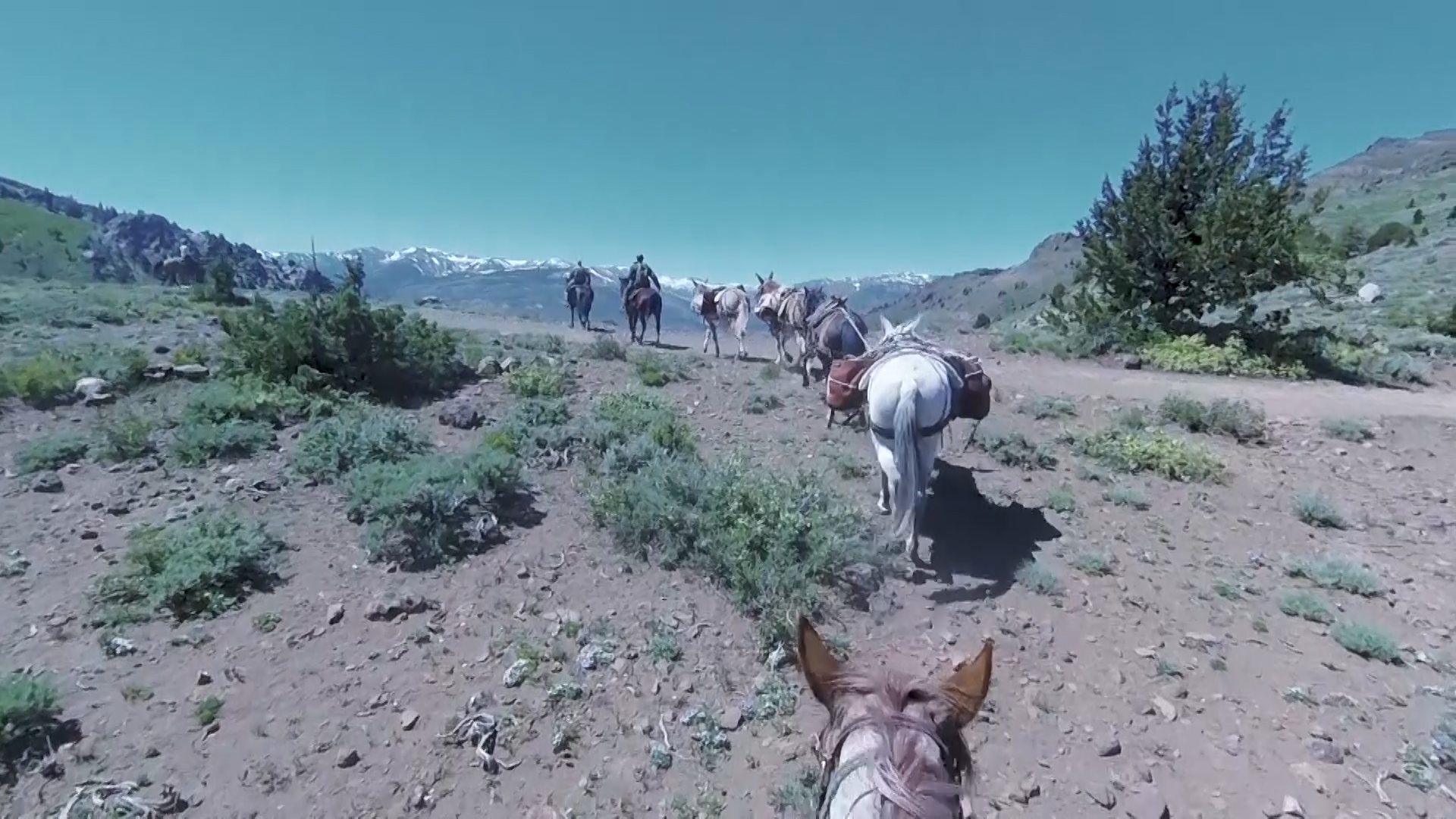 US Forces Mountain Horses