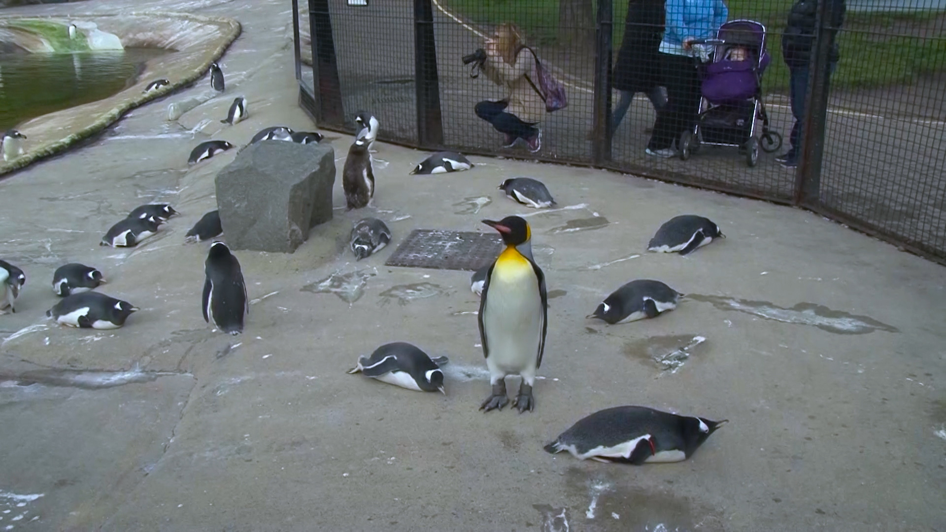 Nils Olav Brigadier Sir penguin