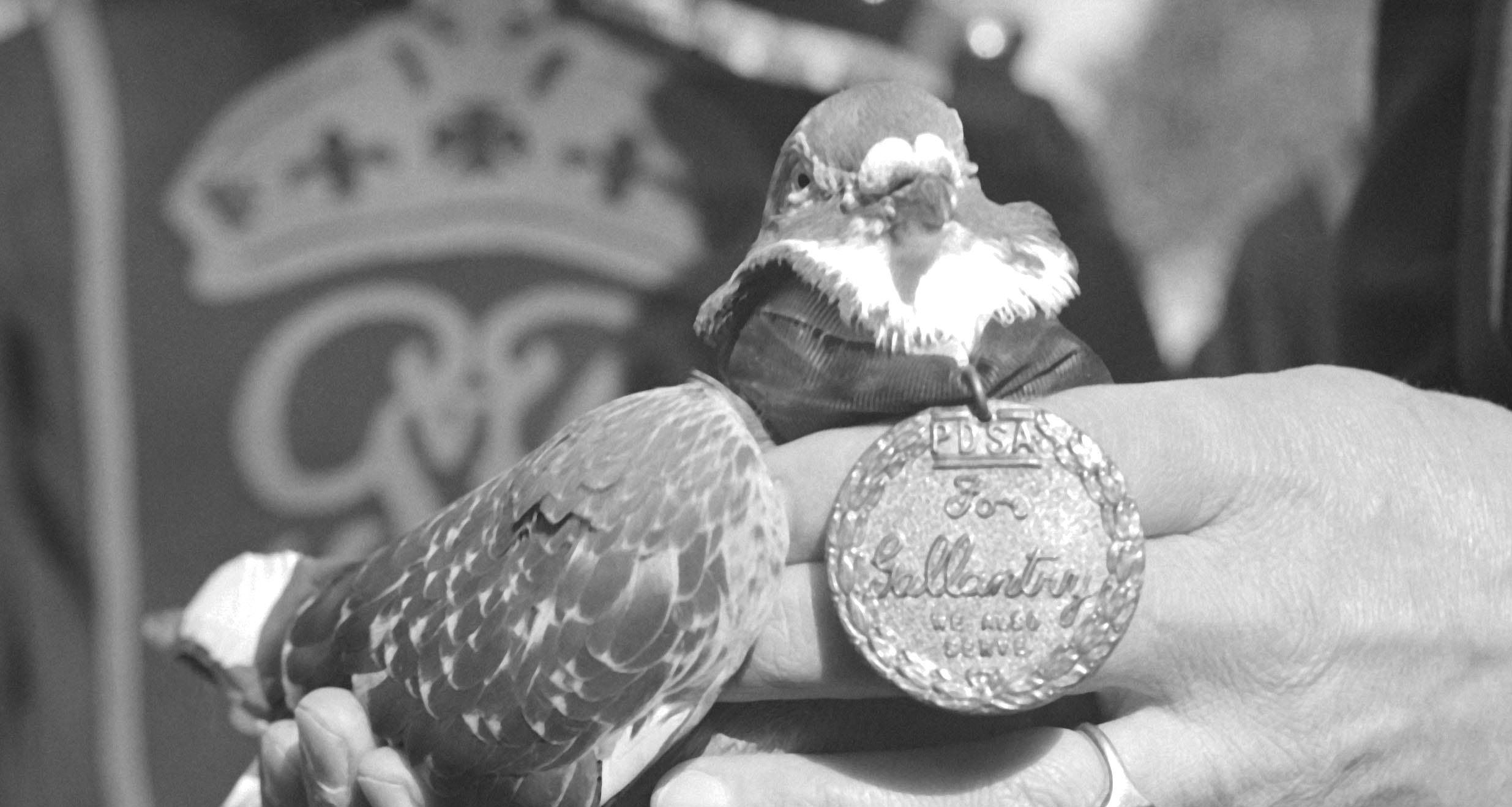 Princess The Pigeon Stand-In