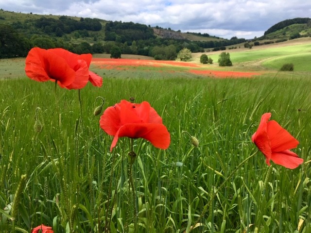 Poppies in the field. Credit: David Wells.