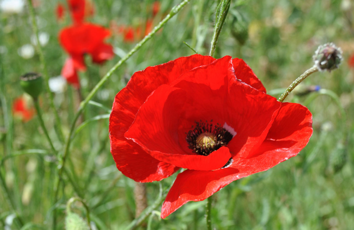 Lord Mayor of Liverpool Searches for Families of Forgotten Heroes