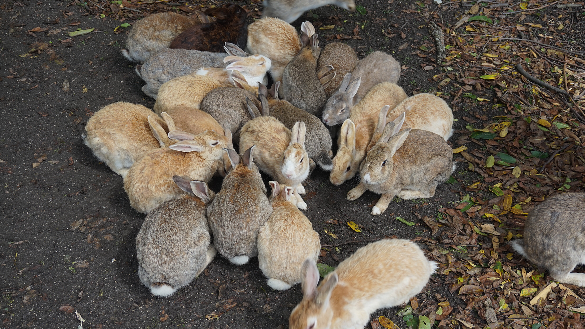 Bunnies on Okunoshima