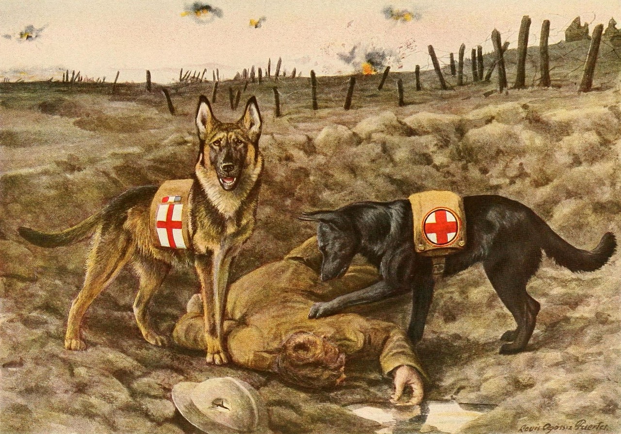 Rescue Dogs on Battlefield