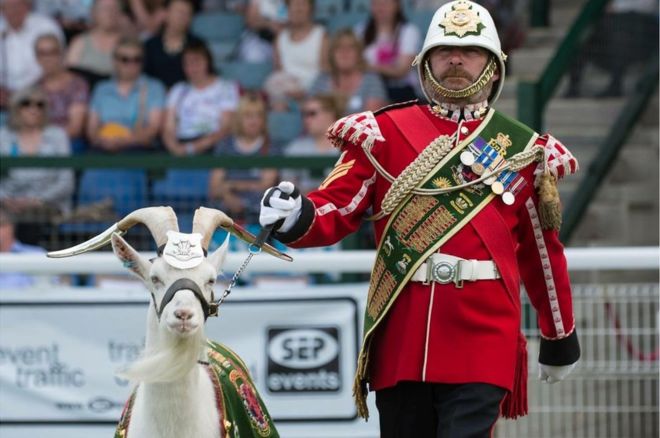 Goat Mascot