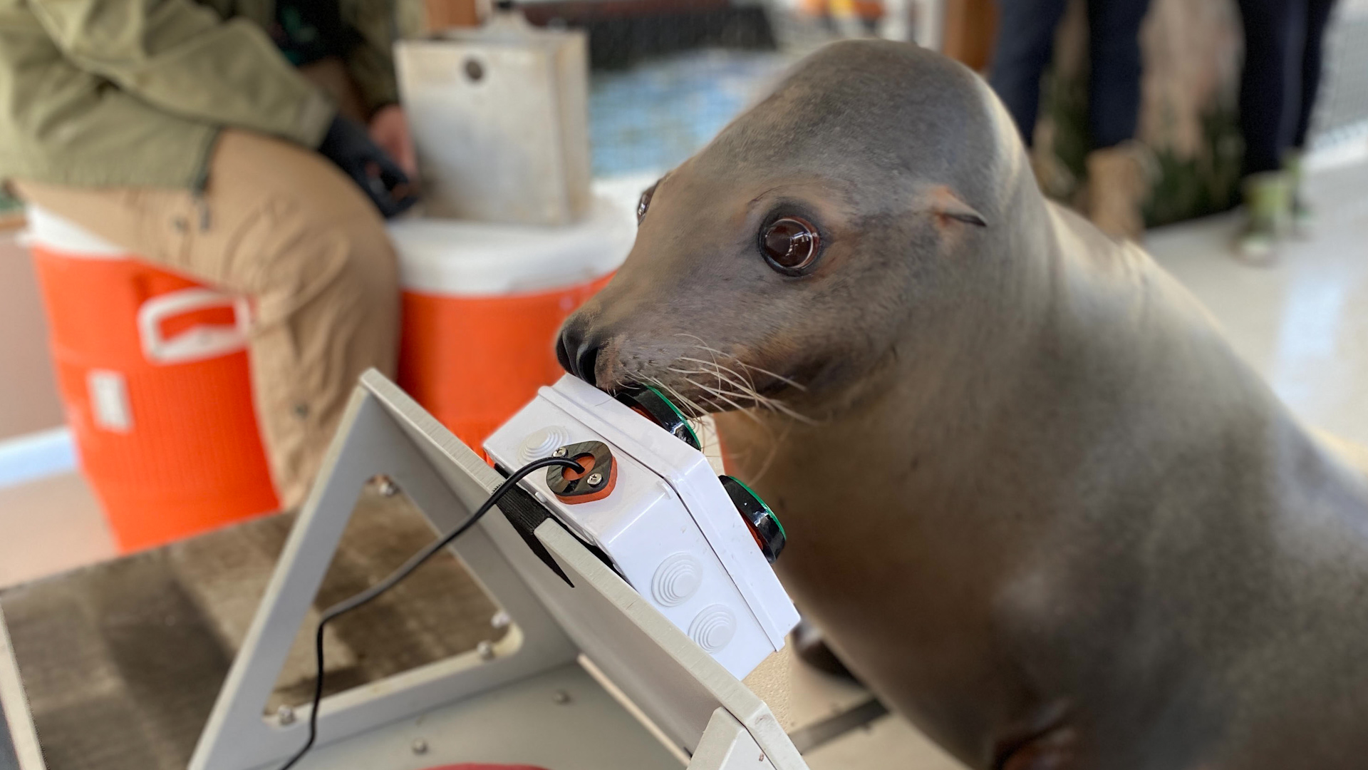 Spike uses his snout to press buttons on the EVE system
