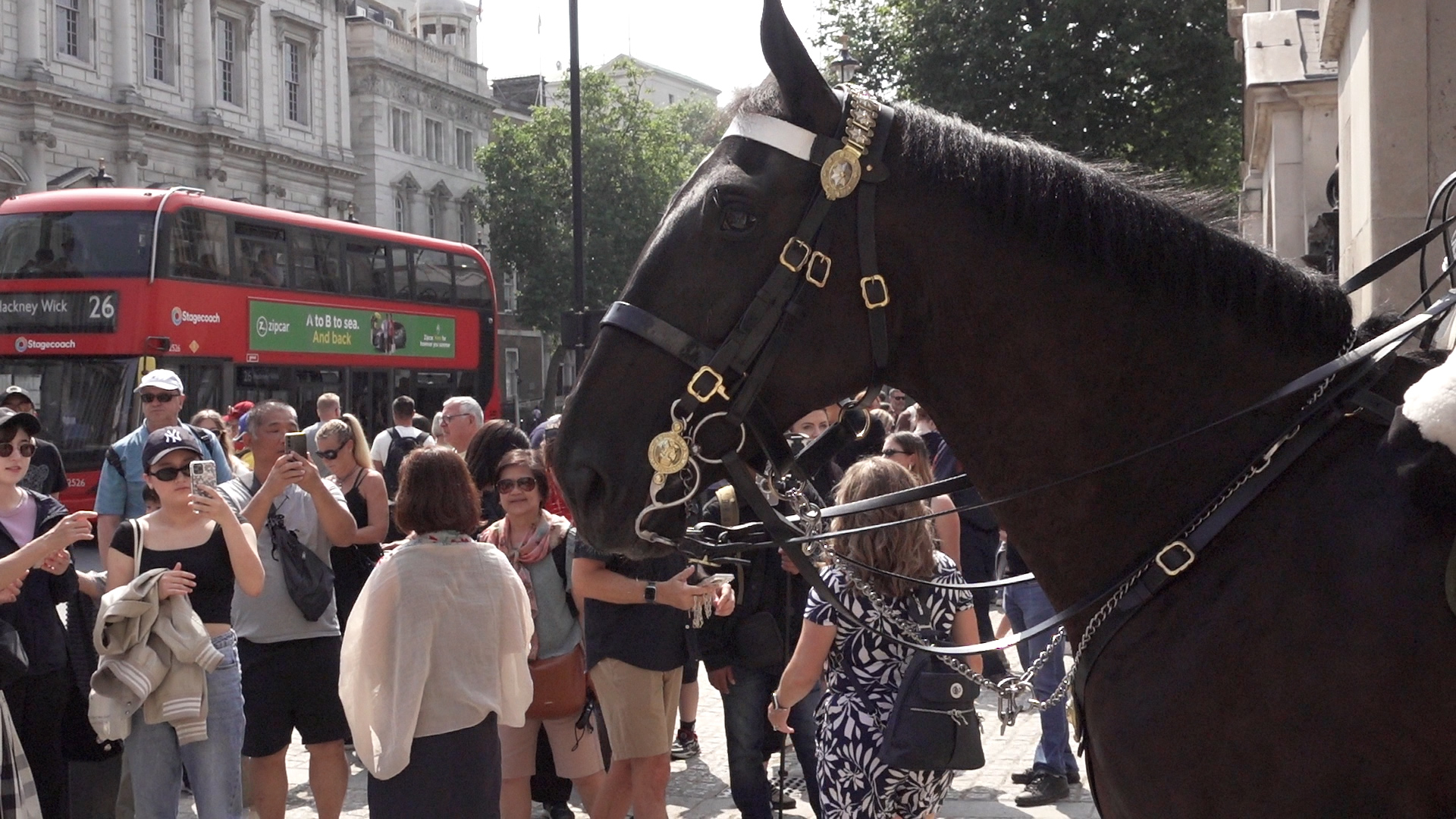 Horse at Horse Guards