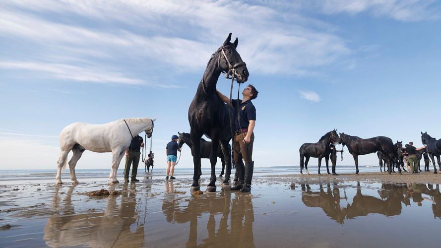 Household Cavalry Horses Hayling Island cred MOD