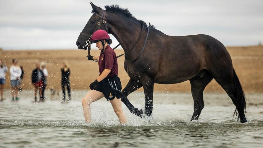 Household Cavalry Horses Hayling Island cred MOD