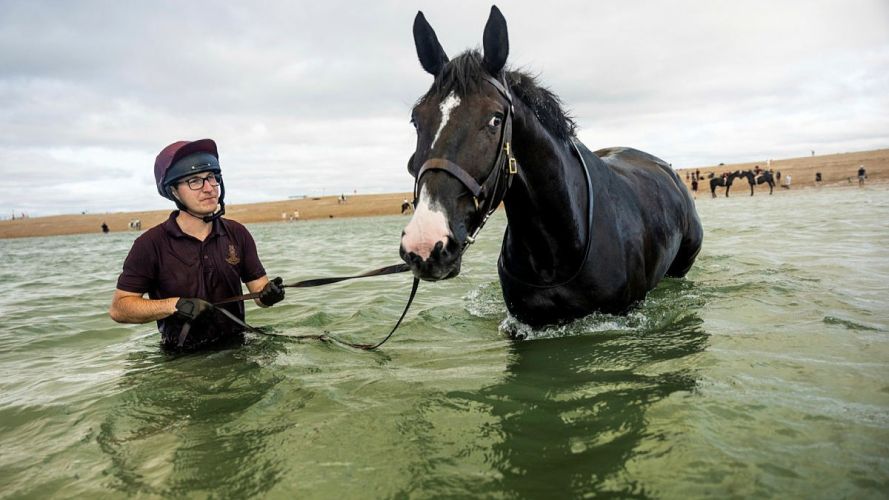 Household Cavalry Horses Hayling Island cred MOD