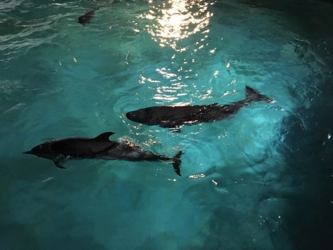 US Airmen Rescue Rare Dwarf Sperm Whale