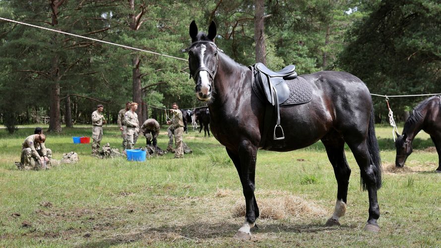 After working hard at Longmoor Training Area, the horses and their riders were redeployed to nearby Hayling Island where they could take a break on the sandy beach and splash in the sea