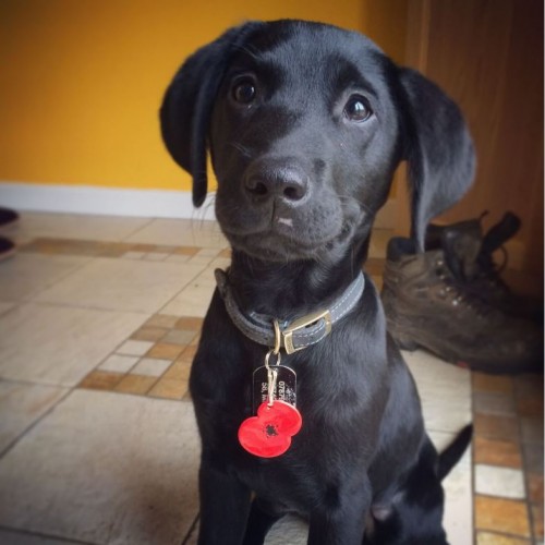 Labrador
