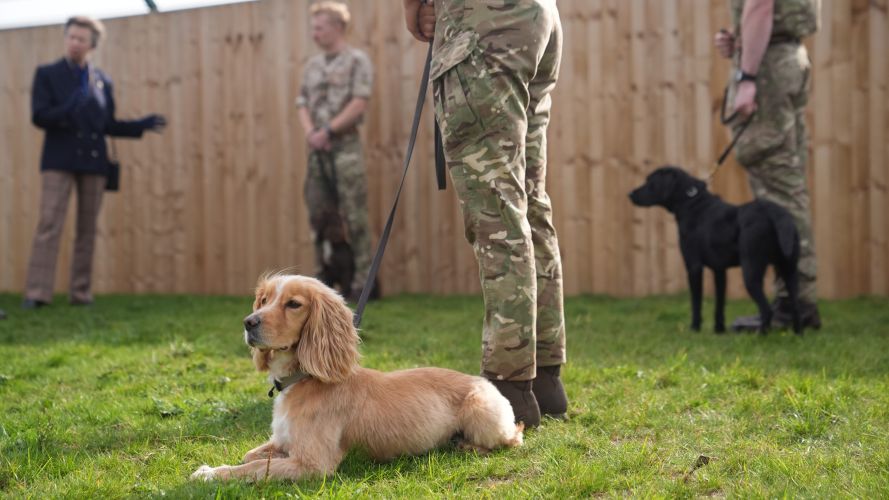 Explosives search dog Bobby doesn't show much interest during a visit by the Princess Royal to Kendrew Barracks (Picture: PA) Explosives search dog Bobby doesn't show much interest during a visit by the Princess Royal to Kendrew Barracks (Picture: PA)