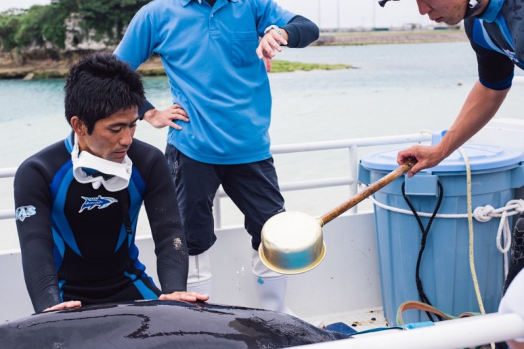 US Airmen Rescue Rare Dwarf Sperm Whale