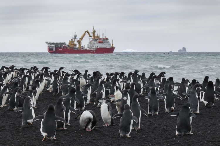 A team from HMS Protector lands on Saunders Island, South Sandwich Islands to collect drone imagery to be used to calulate the numbers of penguins on the island