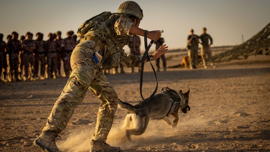 Attack dog demonstrates its training during Khanjar Oman 21 (Picture: MOD). Attack dog let off demonstrating it’s attack training during Khanjar Oman 21 25102021 Credit Crown.jpg
