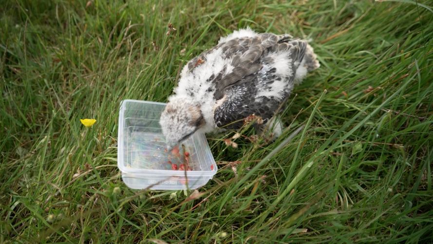 Baby Falcon Spitfire Feeding In Training To Protect Planes From Bird Collisions Dashboard PHOENIX BIRD CONTROL 18062021 CREDIT BFBS