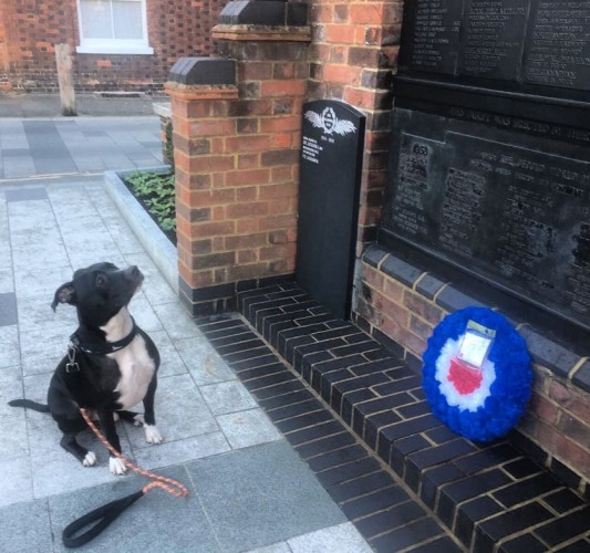 Memorial Dog