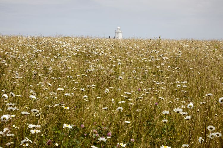 Dame Vera Lynn Down on the White Cliffs of Dover 17062021 CREDIT National Trust