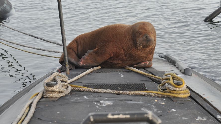 Freya the Walrus climbed on top of one of the Dutch Navy's aptly named Walrus-class submarines (Picture: Netherlands Navy Twitter). Freya the Walrus on Dutch Walrus-class submarine in port 261021 CREDIT ROYAL NETHERLANDS NAVY, TWITTER.jpg