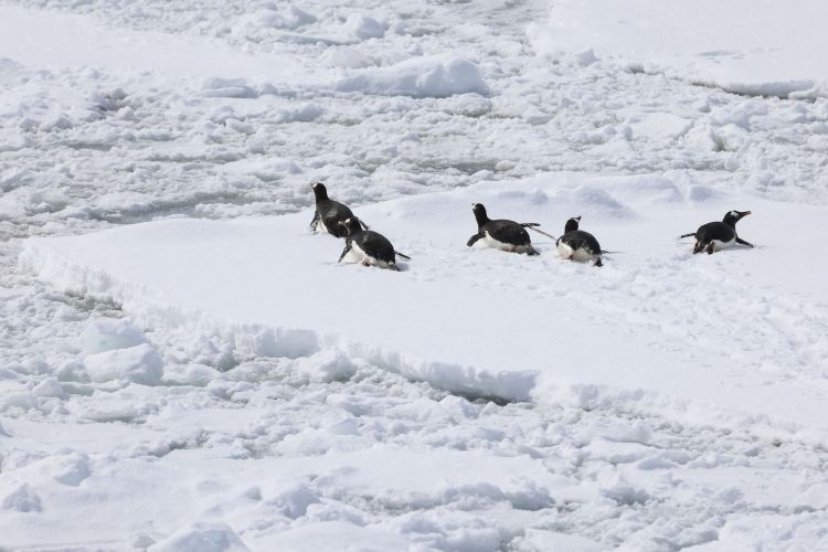 Gentoo penguins move out the way of HMS Protector the ship nudges through the ice floes in Antarctica